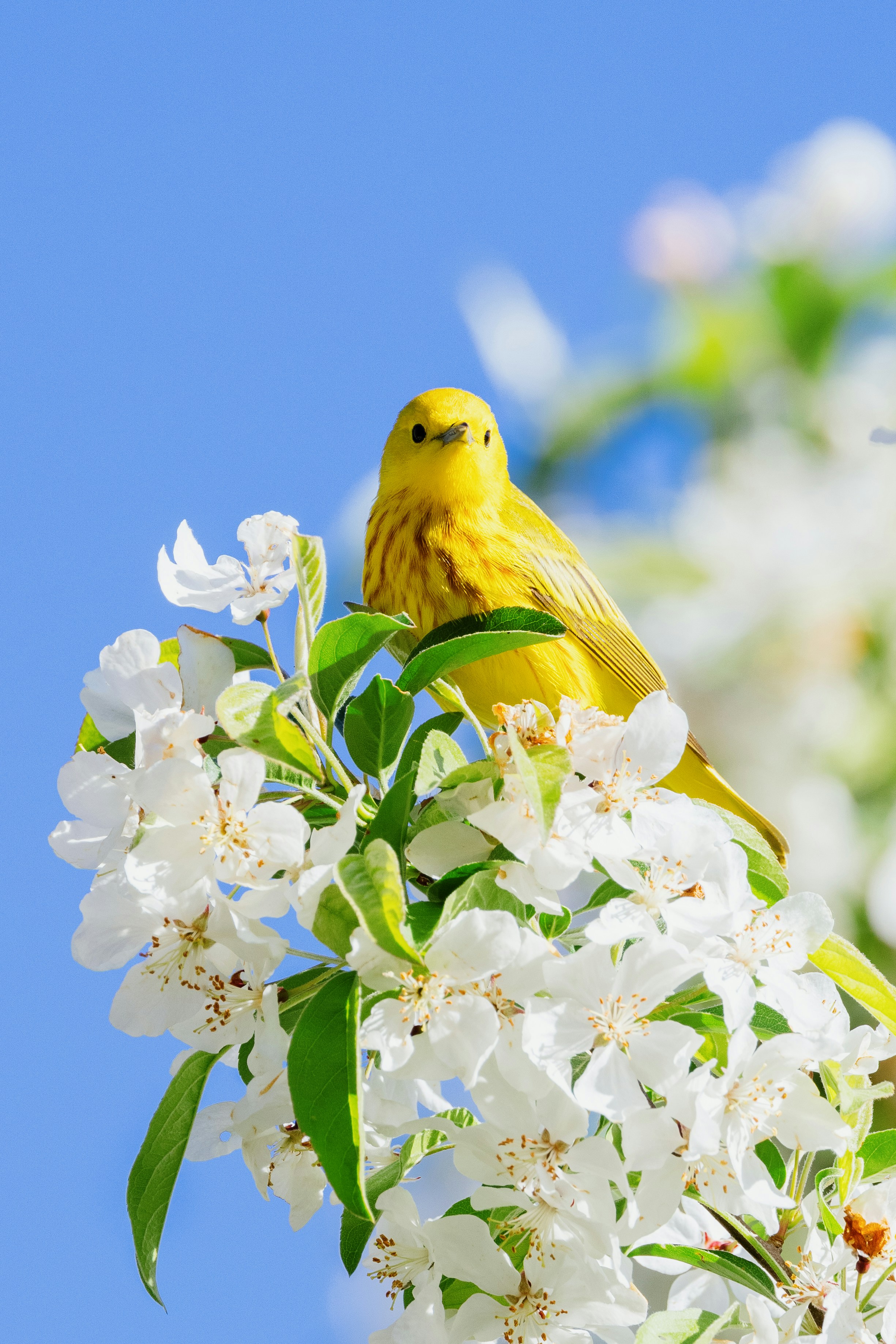 About Birds