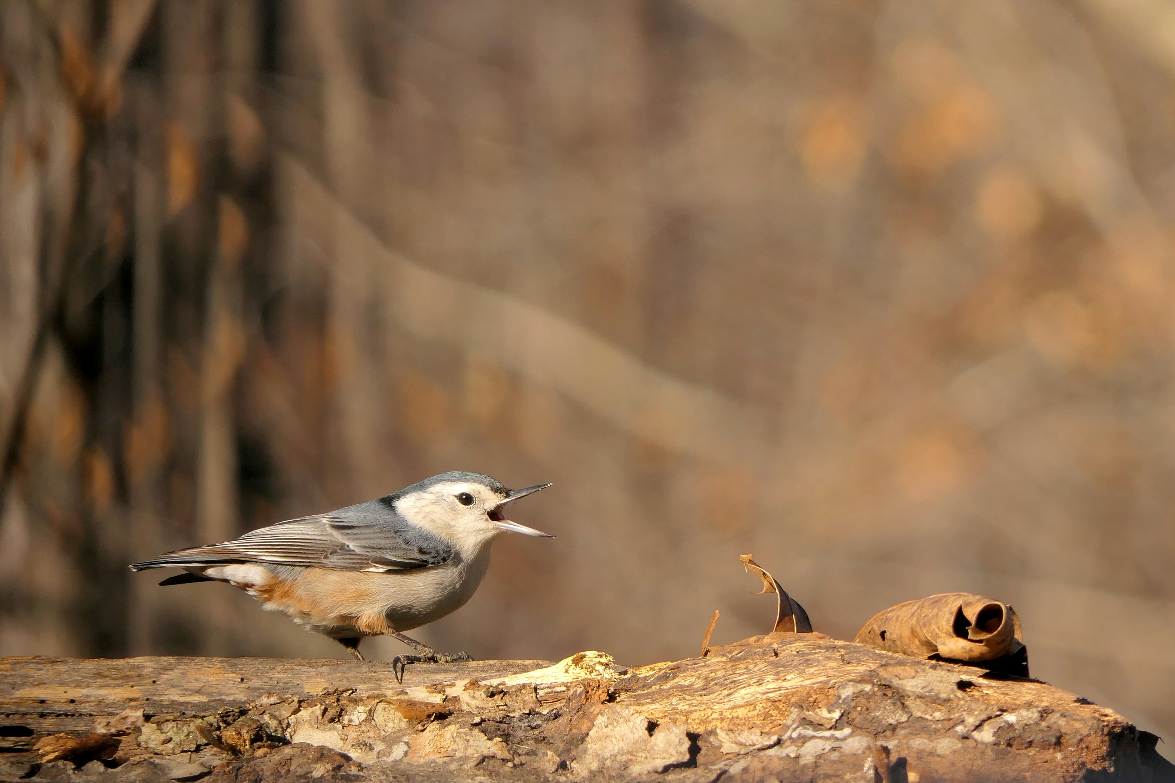 Bird